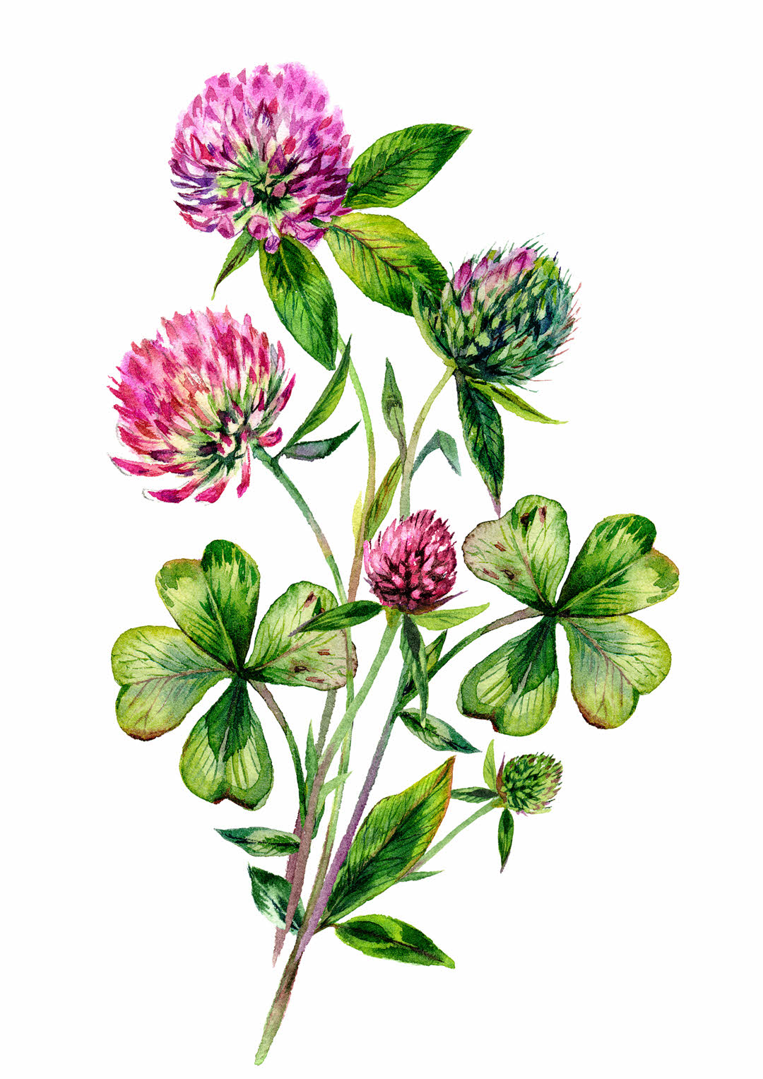 Vermont State Flower - Red Clover