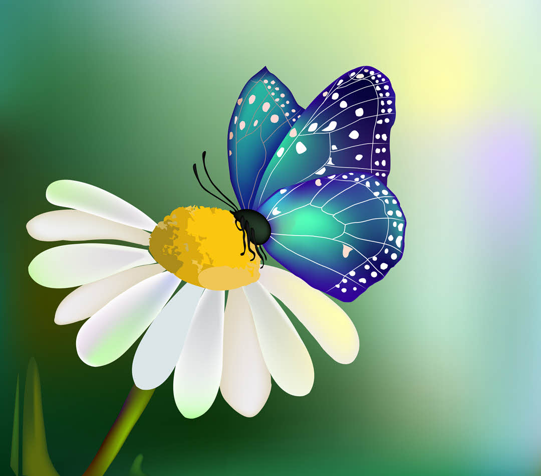 Butterfly on a daisey!