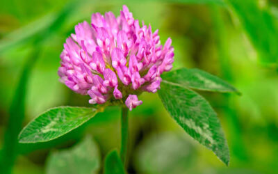 Vermont Wildflower Tattoos: A Quiet Expression of Home