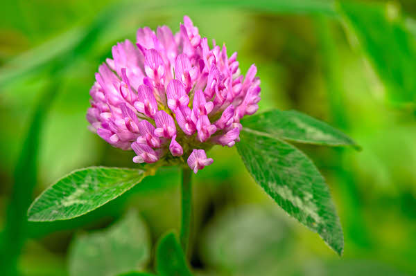 Vermont Wildflower Tattoos: A Quiet Expression of Home